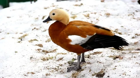 Wild duck Stock Footage 46740104