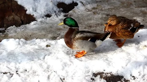 Wild duck Video stock 46828399