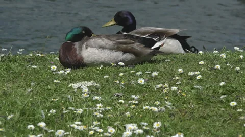 Wild duck Stock Footage 61192663