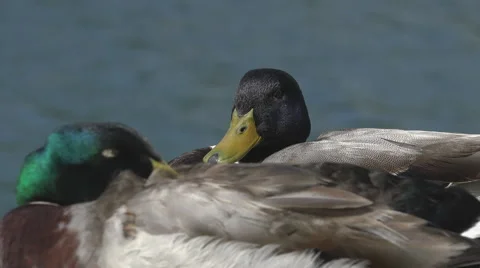 Wild duck Stock Footage 61193337