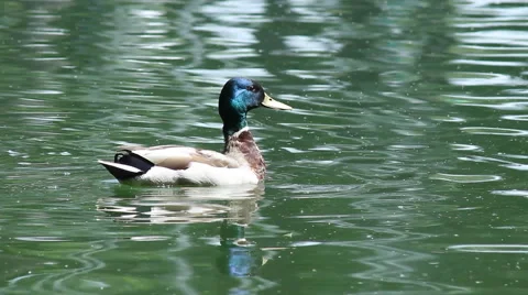 Wild duck Stock Footage 61868025