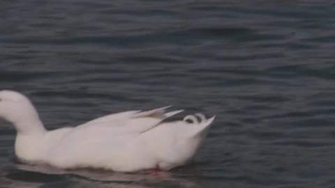 Wild duck Stock Footage 75753362