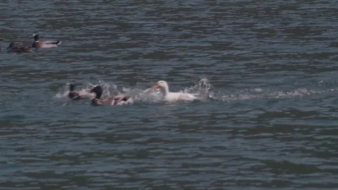 Wild duck Video stock 75754437