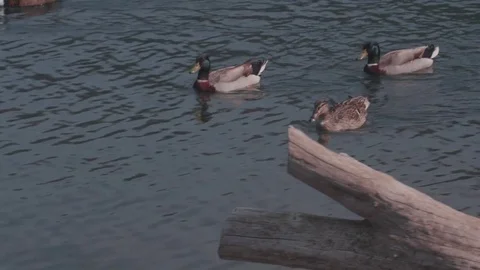 Wild duck Video stock 75754665