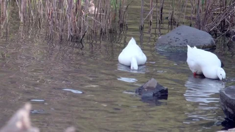 Wild duck Video stock 75756054