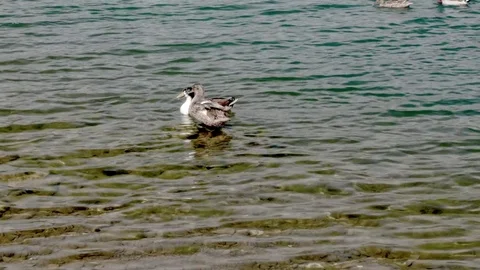 Wild duck Stock Footage 75756549