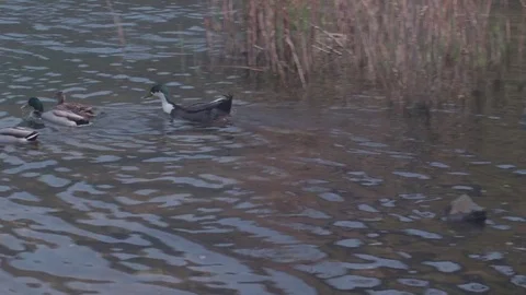 Wild duck Stock Footage 75760011