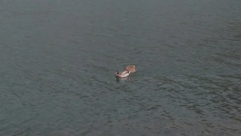 Wild duck Video stock 75761006