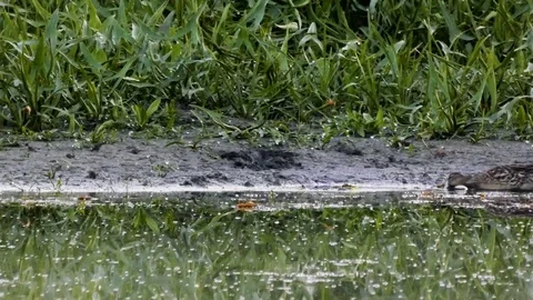 Wild duck Stock Footage 111254008