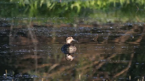 Wild duck Stock Footage 111998294