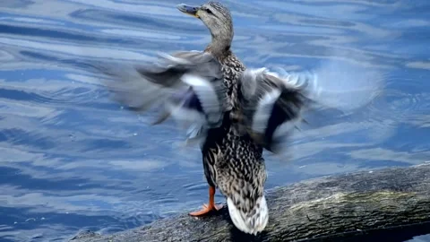 Wild duck Stock Footage 135589334