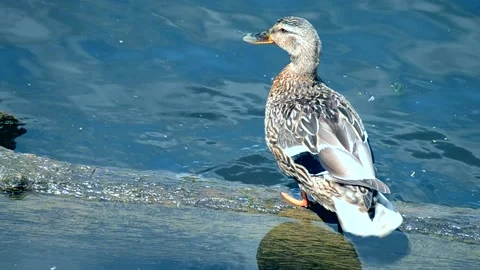Wild duck Stock Footage 135589527