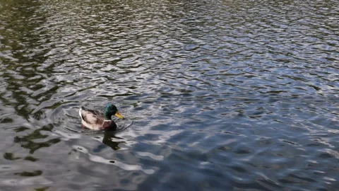 Wild Duck 스톡 동영상 255963991