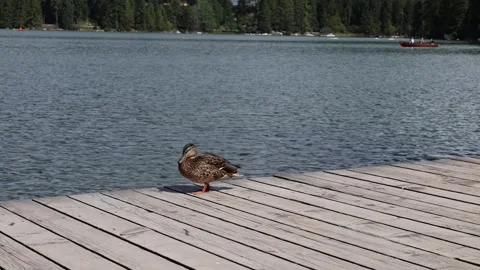 Wild duck 스톡 동영상 324966344