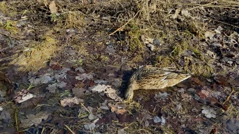 Wild duck in the forest swims in the spring Stock Footage 152421553