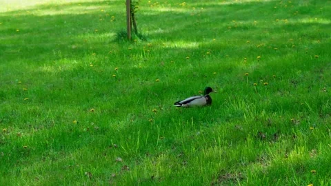 Wild duck on the grass Stock Footage 325510062