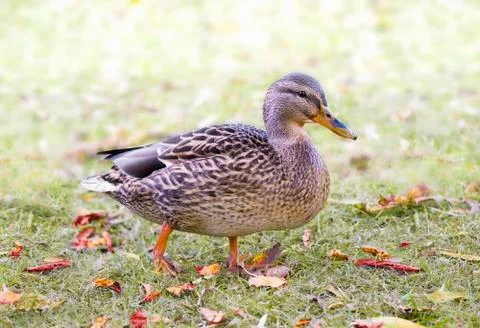 Wild duck on a grass Stock Photos