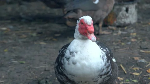 Wild duck graze Stock Footage 98818429