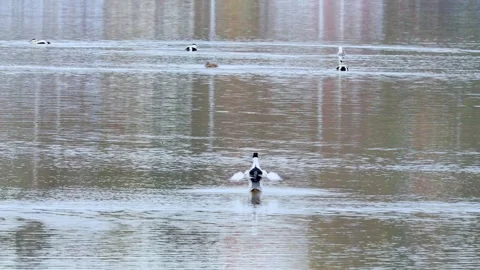 Wild duck grooming Stock Footage 240194751
