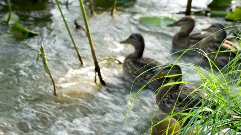 Wild duck hit by water waves Stock Footage 202241985