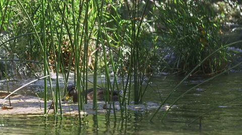 Wild duck Krka river Stock Footage 46059898