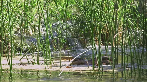 Wild duck Krka river Stock-Footage 46061579