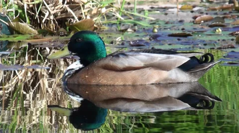 Wild Duck in lake Stock Footage 38046082