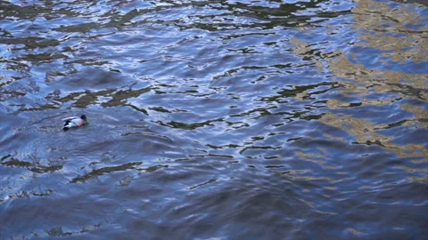 Wild duck on a lake Stock Footage 94052210