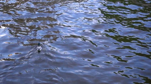 Wild duck on a lake 스톡 동영상 94052463