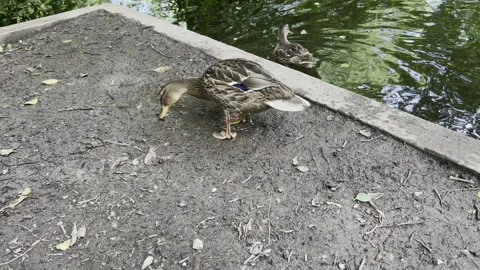 Wild Duck By Lake Video stock 240476020