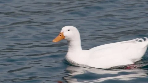 Wild duck, the lake of Nemi Stock Footage 75752686