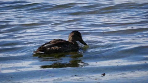 Wild duck looking for food Stock Footage 103304480
