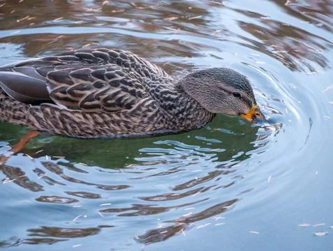 Wild Duck Mallard Stock Photos