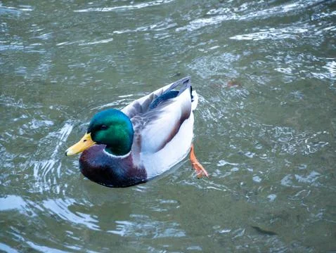 Wild Duck Mallard Stock Photos