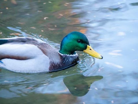 Wild Duck Mallard Stock Photos
