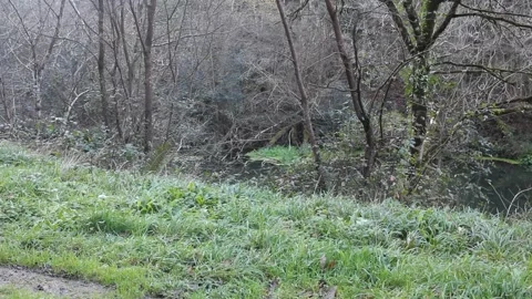 A wild duck in the middle of the river Stock Footage 324681654