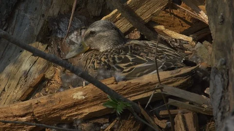 Wild Duck on the Nest 스톡 동영상 89643402