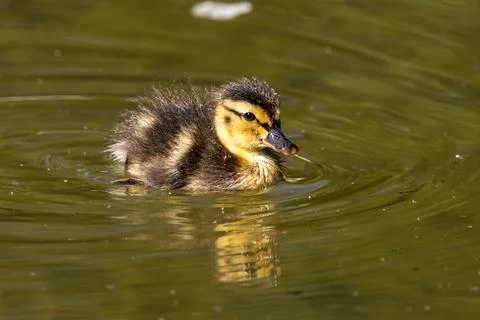 Wild duck or mallard, Anas platyrhynchos family with young goslings at a lake Stock Photos
