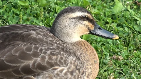 WILD DUCK in the park. Stock Footage 91277464
