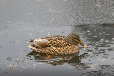 Wild duck in the park Stock Photos