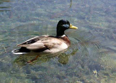 Wild duck Stock-Fotos