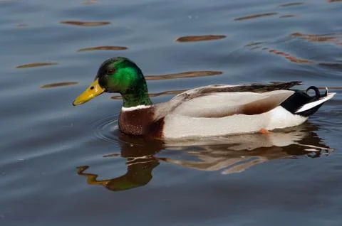 Wild duck Fotos de archivo