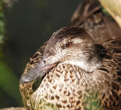Wild duck Stock Photos