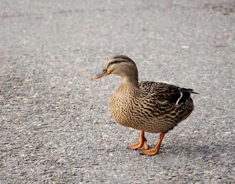 Wild duck 库存照片