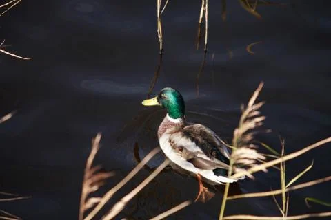 Wild duck Stock Photos