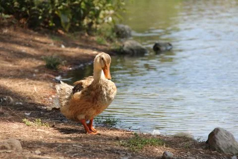 Wild duck Stock Photos