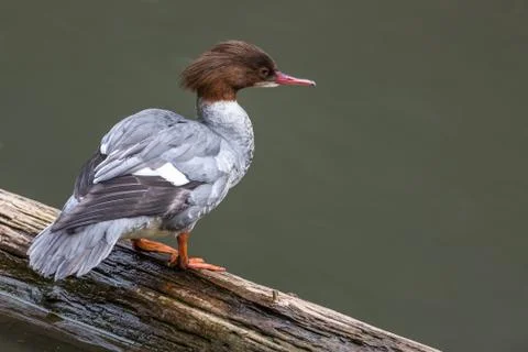 Wild duck Stock Photos