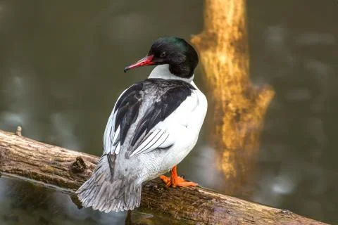 Wild duck Stock Photos