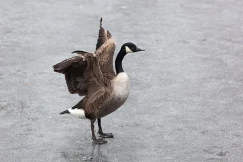 Wild duck Foto stock