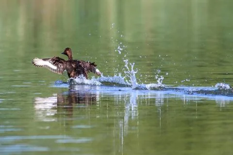 Wild duck Stock Photos